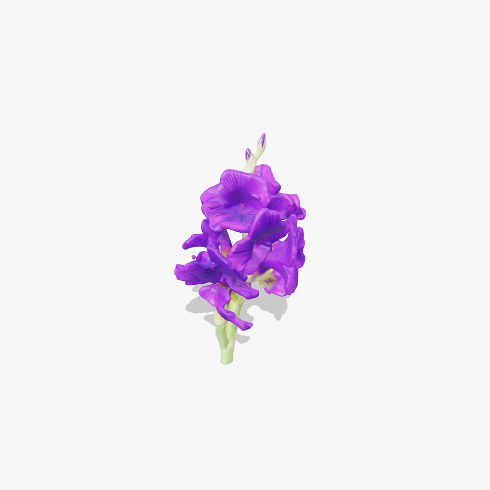 Gladiolus Purple Petals Bloom Sculpture model pack